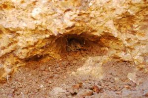 Boggy Biogas_249