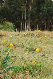 Boggy Flora_0150