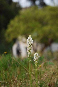 Boggy Flora_0154