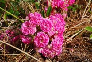 Boggy Flora_0156